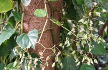 Begonia: descrierea florii, caracteristici și fotografii