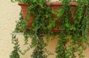 Pelargonium ampelous: îngrijire la domiciliu