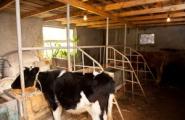 Suntem angajați în construcția unui hambar pentru vaci și a caselor pentru viței