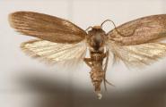 Ucigași de polietilenă: cum larvele de molii de ceară pot rezolva problema aruncării gunoiului Omizile mari de molii de ceară pot descompune polietilena