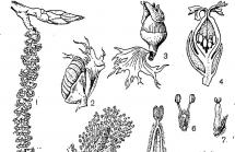 Salcii, familia salciei, specii de salcii, salcii, salcii Utilizare in medicina populara