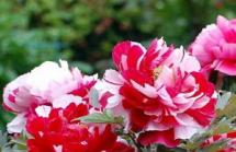 Bujori magnifici: tipuri, soiuri și galerie foto de flori frumoase