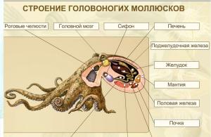 Molusqet janë kafshë jovertebrore Cilat kafshë bëjnë pjesë në grupin e molusqeve