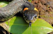 The color of the snake plays a role in interpreting the vision